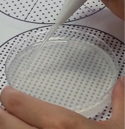 Pipetty電動移液器在無菌栽培應用:擬南芥播種